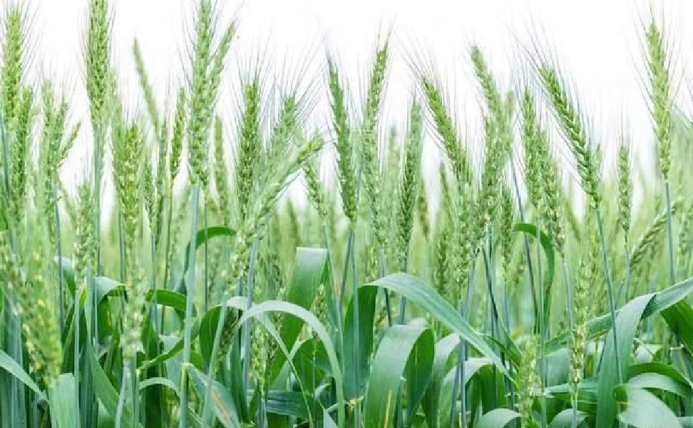 白酒酿造有哪些原辅料