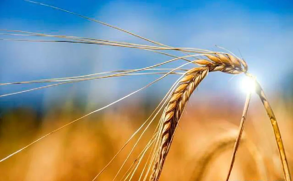 白酒酿造有哪些原辅料