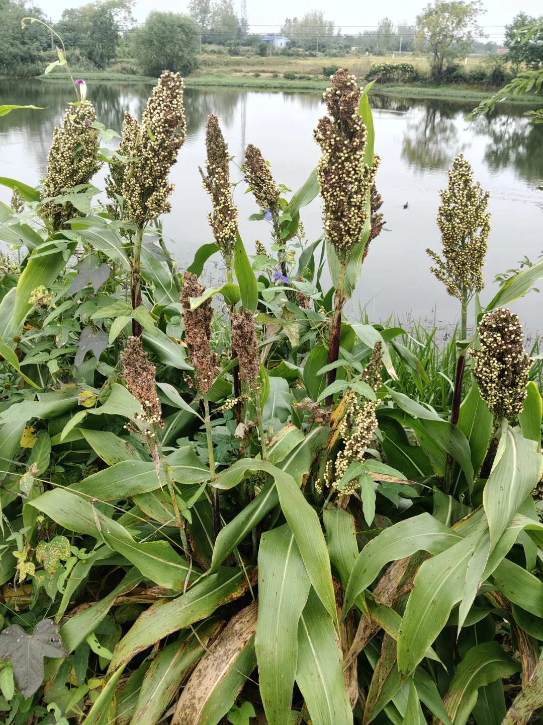 【植物记｜池塘边散养的高粱】