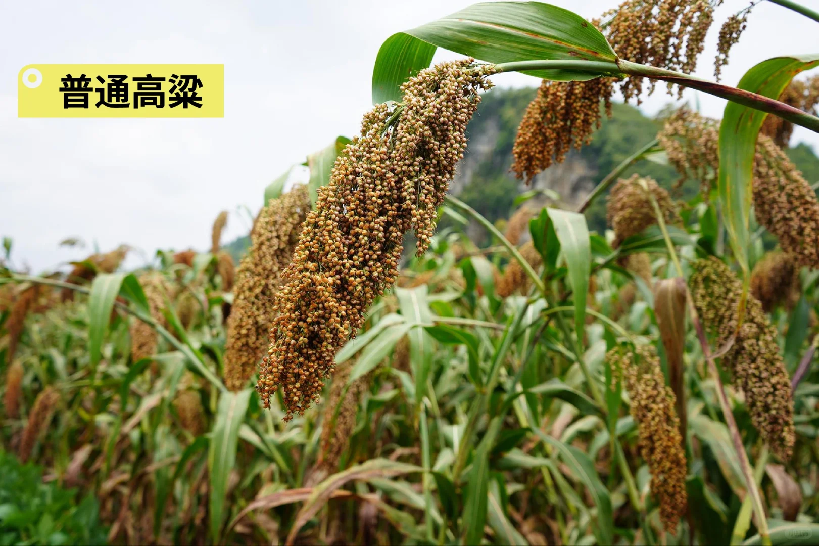 酿酒的高粱与普通高粱的区别