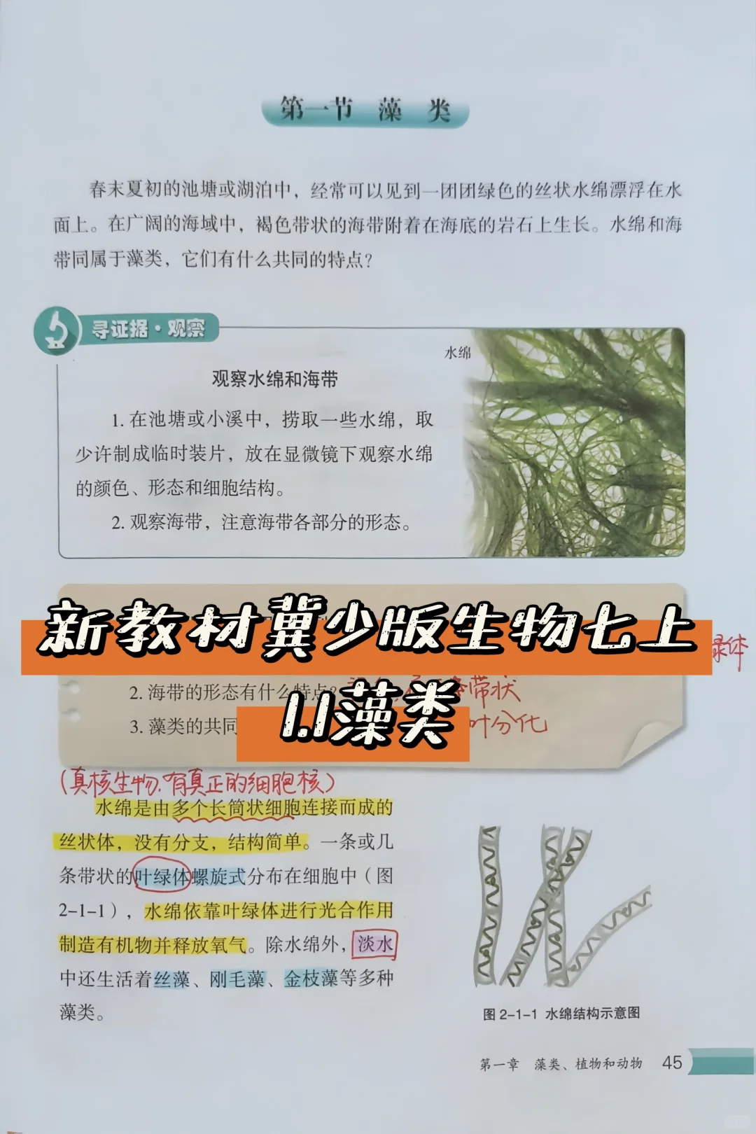 新冀少版生物七上|（第二单元）1.1藻类
