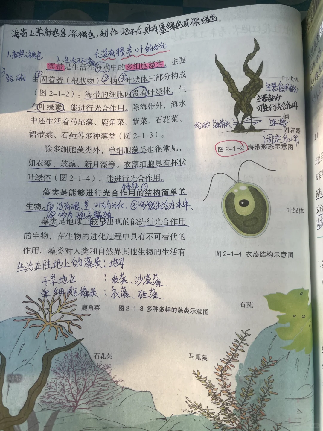 2024新冀少版七年级上