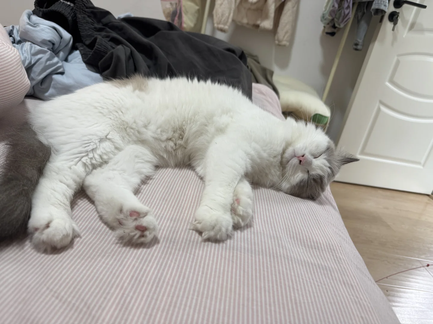 我生日那天永远的失去了可乐宝宝