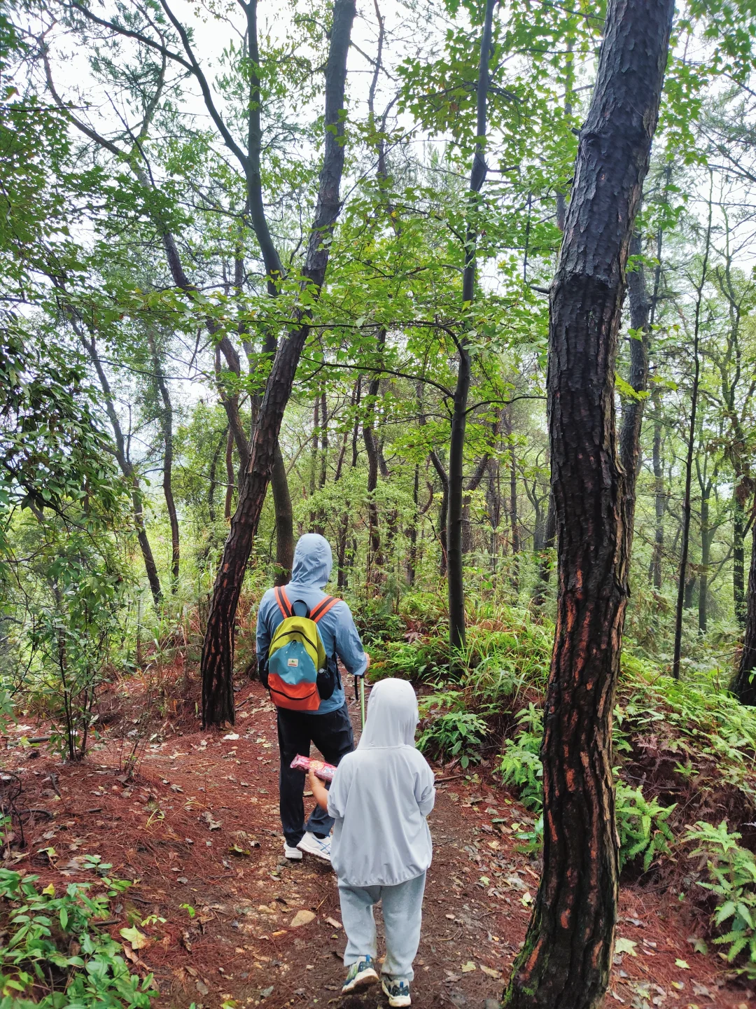 ?重庆遛娃|亲子环线徒步——南山春天岭