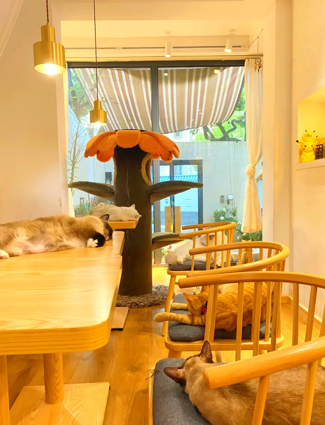 猫咖兼职220一天