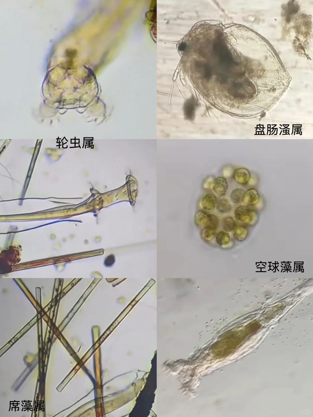 盛夏池塘水中的微观世界?