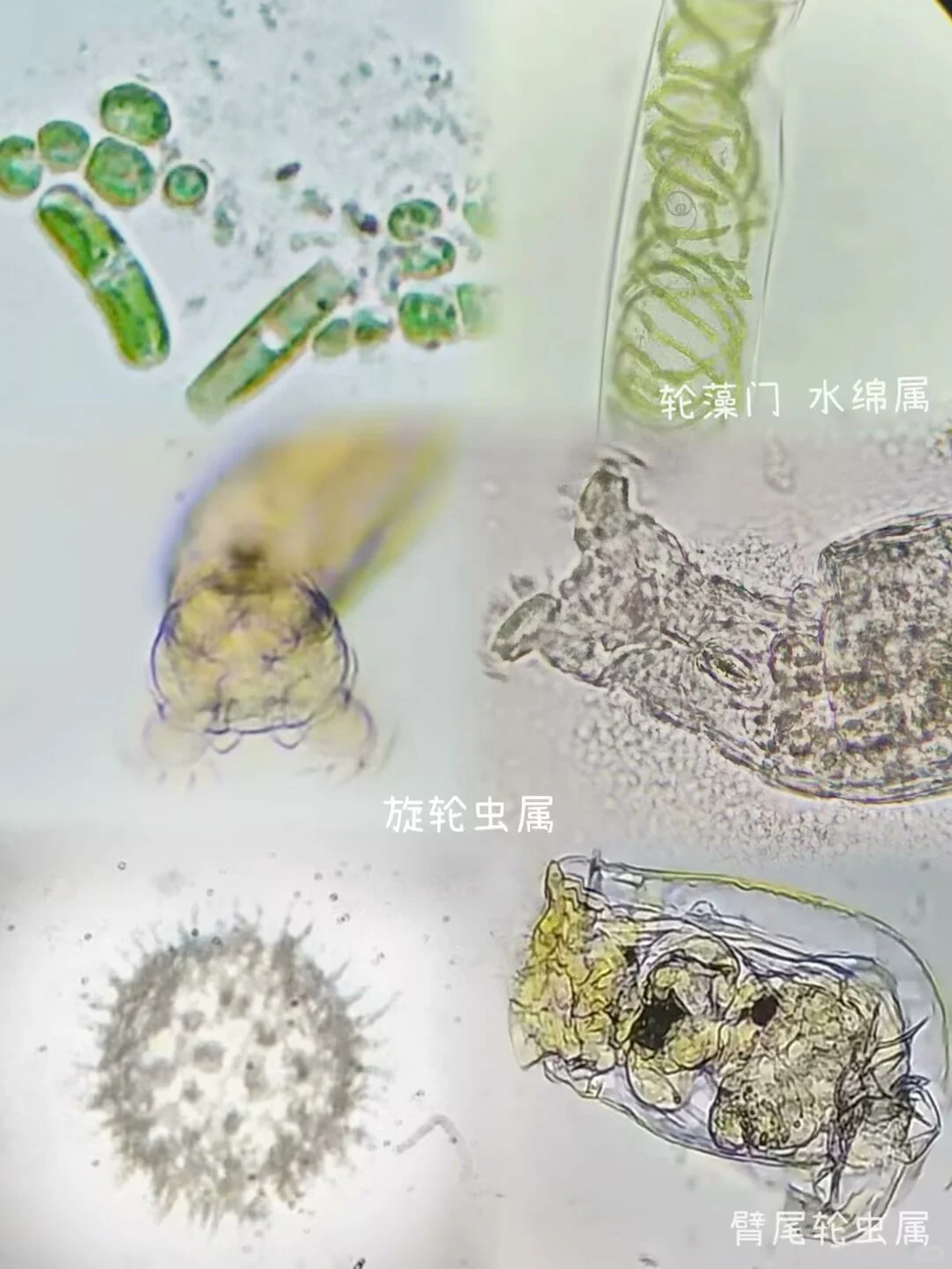 盛夏池塘水中的微观世界?