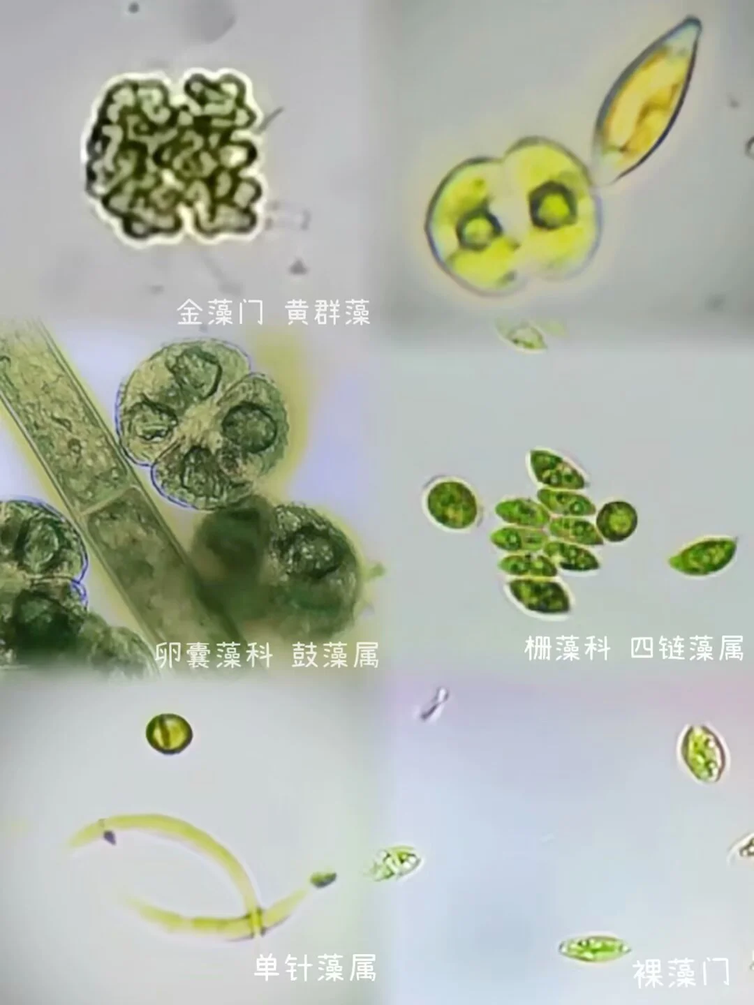 盛夏池塘水中的微观世界?