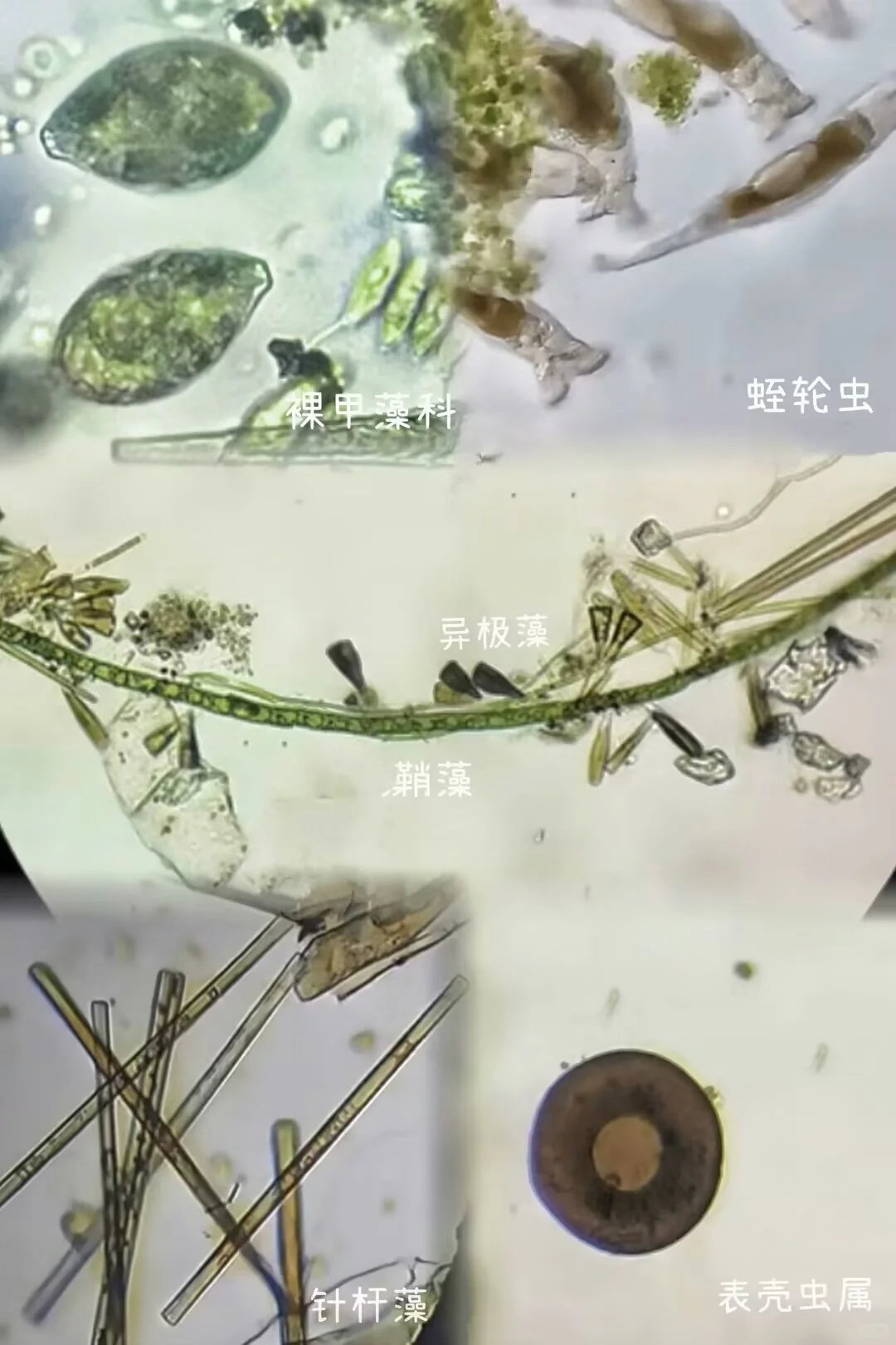 盛夏池塘水中的微观世界?