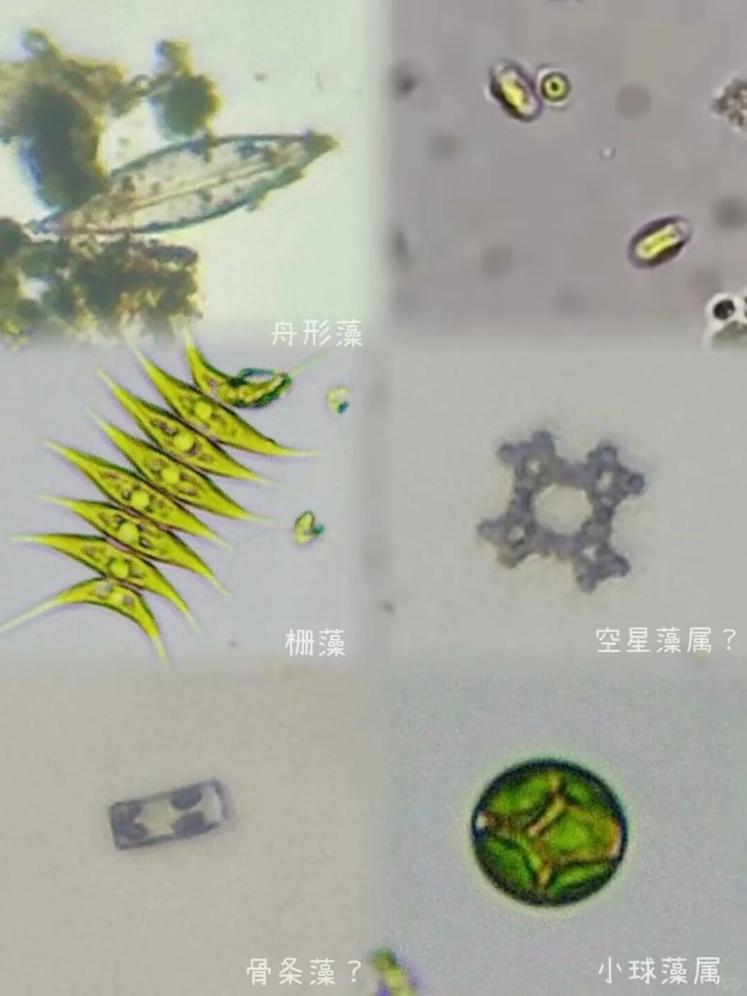 盛夏池塘水中的微观世界?