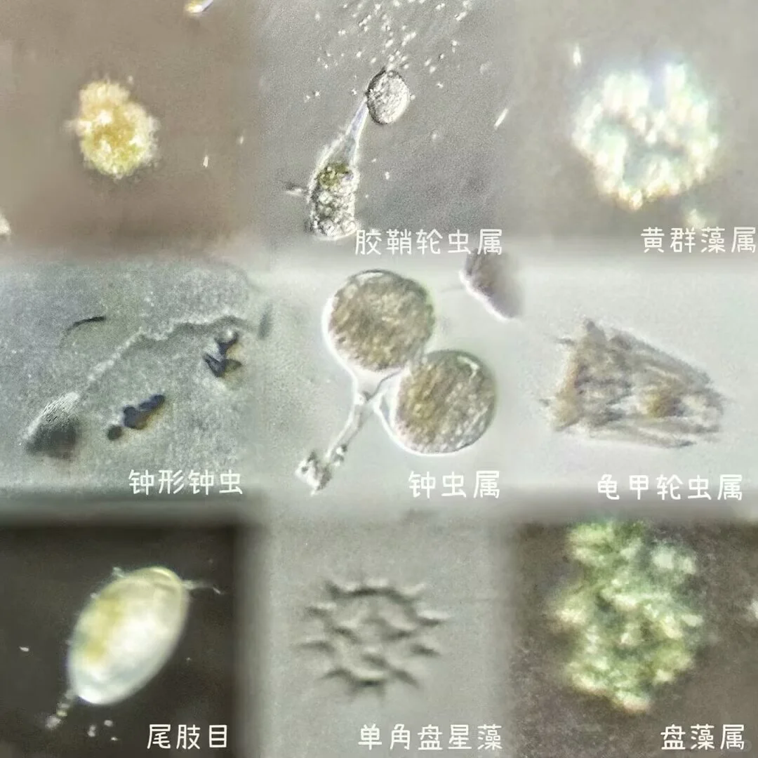 盛夏池塘水中的微观世界?