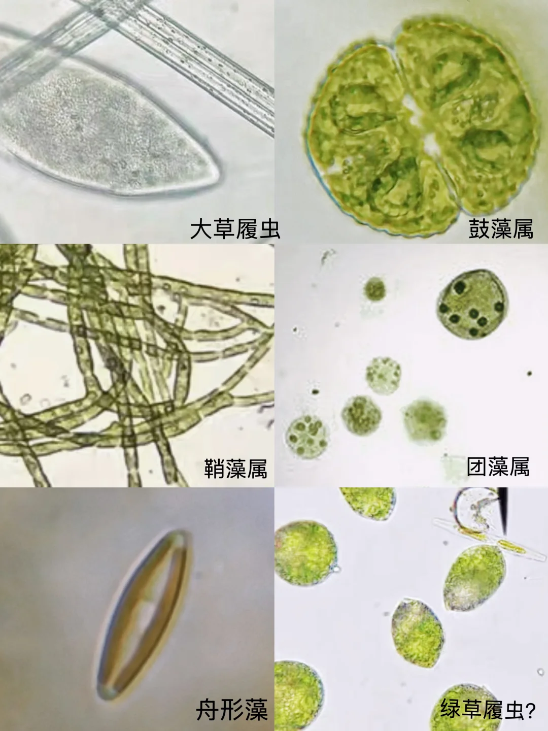 盛夏池塘水中的微观世界?