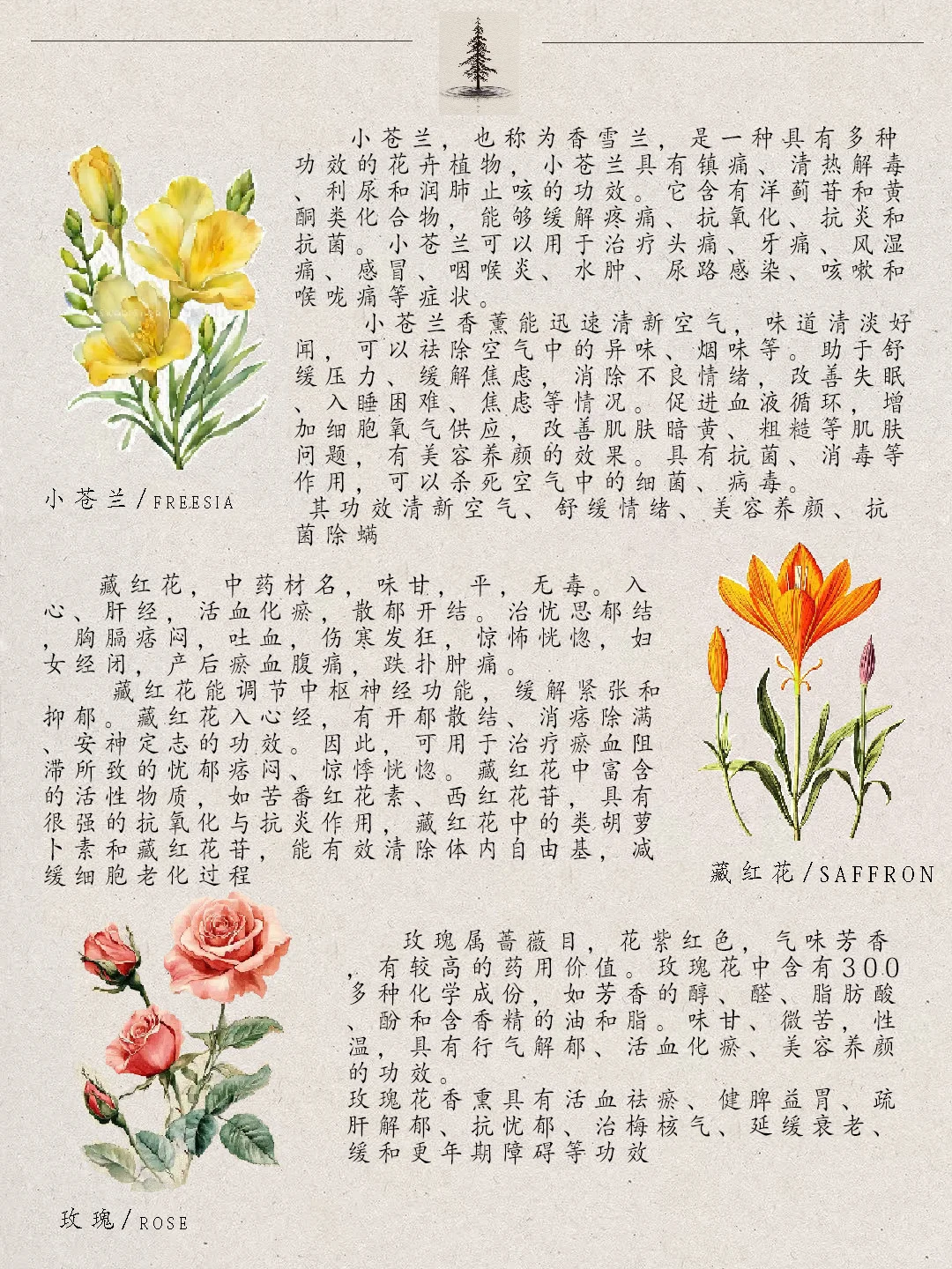 小众又治愈的花香疗法?