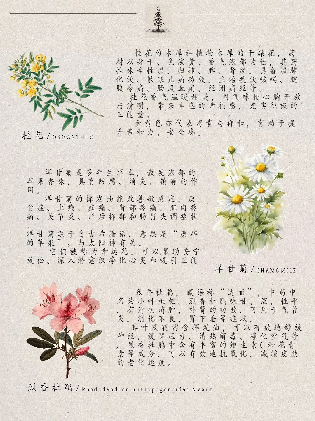 小众又治愈的花香疗法?