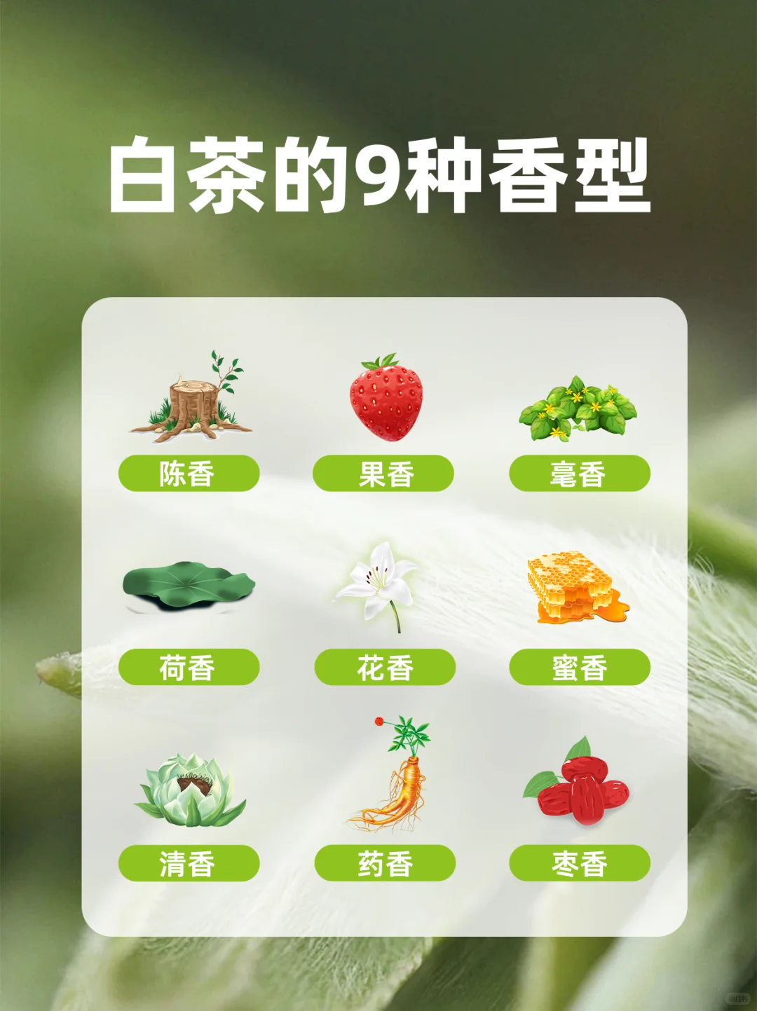 白茶常见的9种香型，看看你喝过几个？