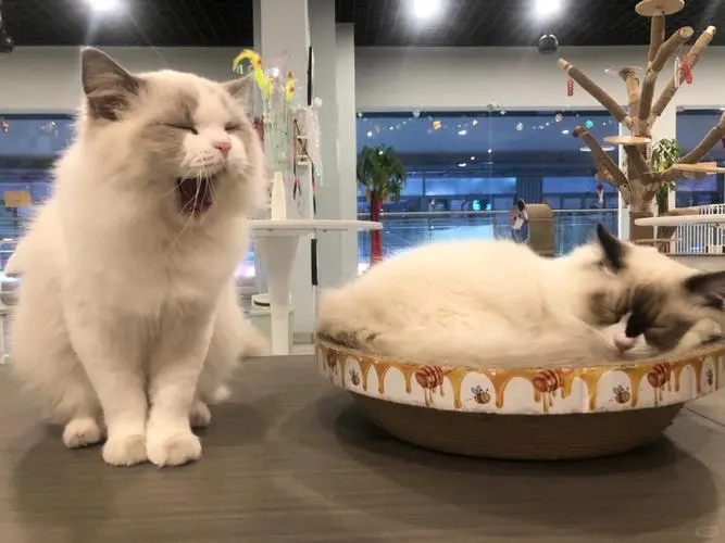 猫咖兼职220一天