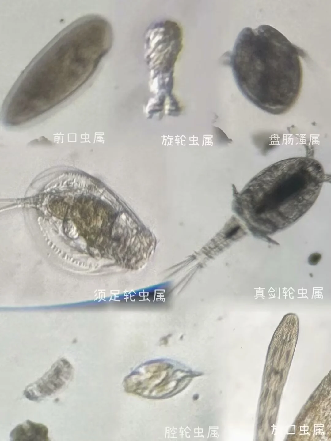 盛夏池塘水中的微观世界?