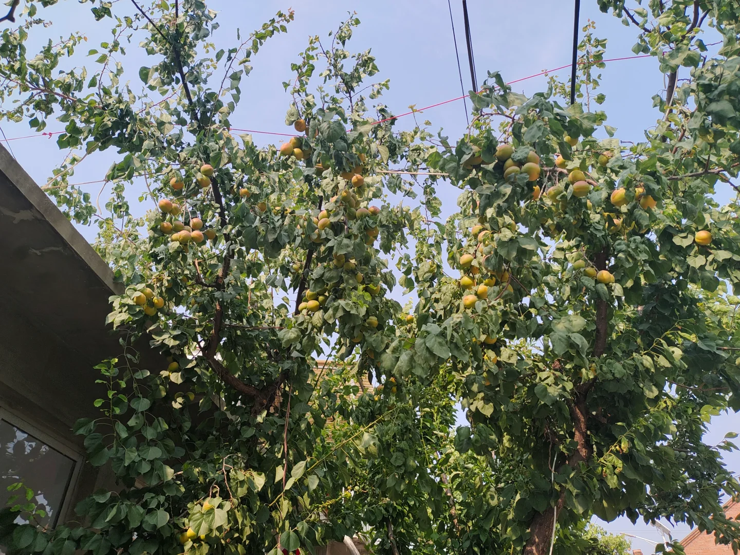 原来露露杏仁露是承德特产