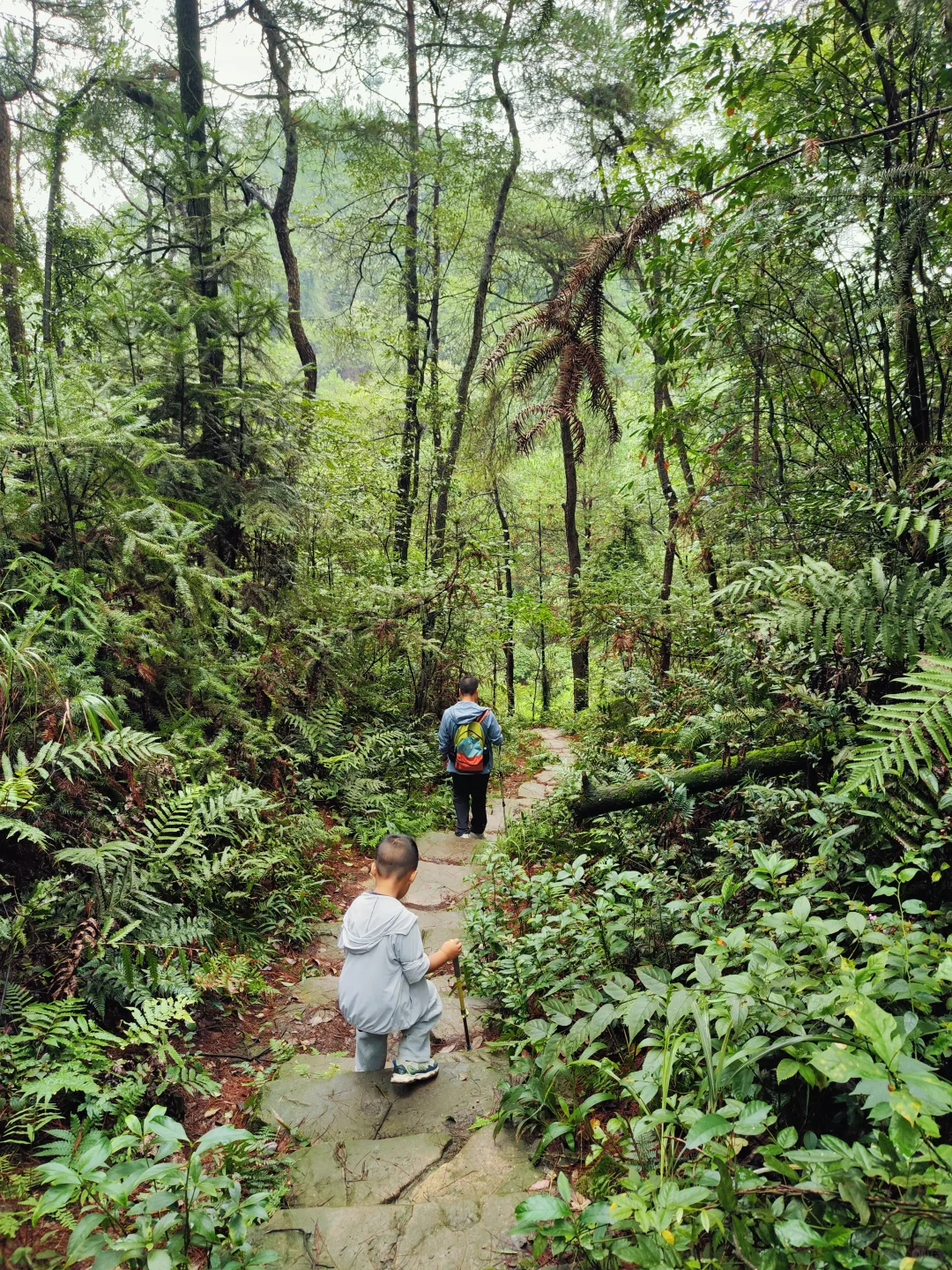?重庆遛娃|亲子环线徒步——南山春天岭