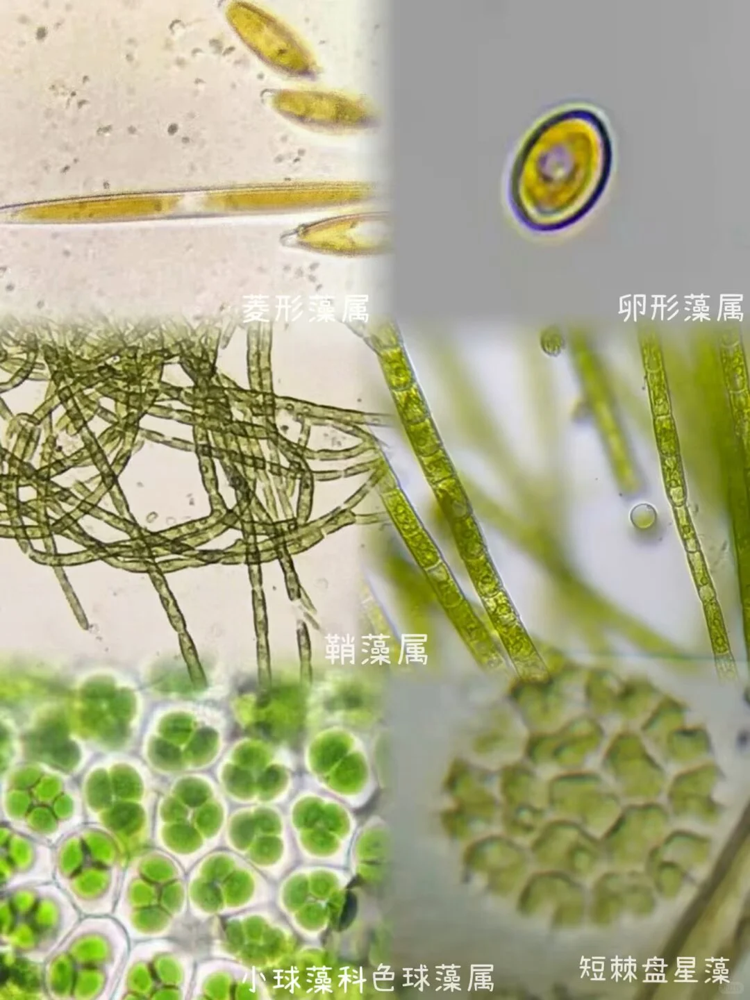 盛夏池塘水中的微观世界?