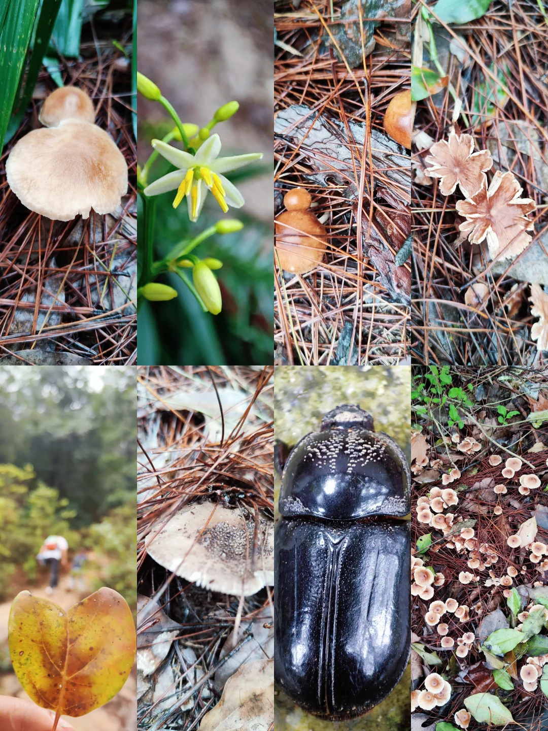 ?重庆遛娃|亲子环线徒步——南山春天岭