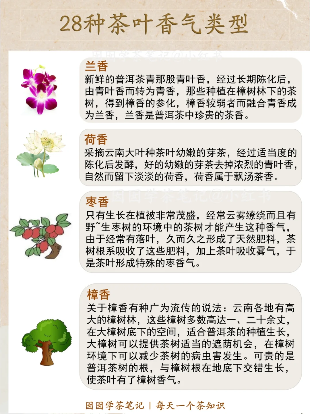 盘点❗️28种常见茶叶香气?你闻过几种？