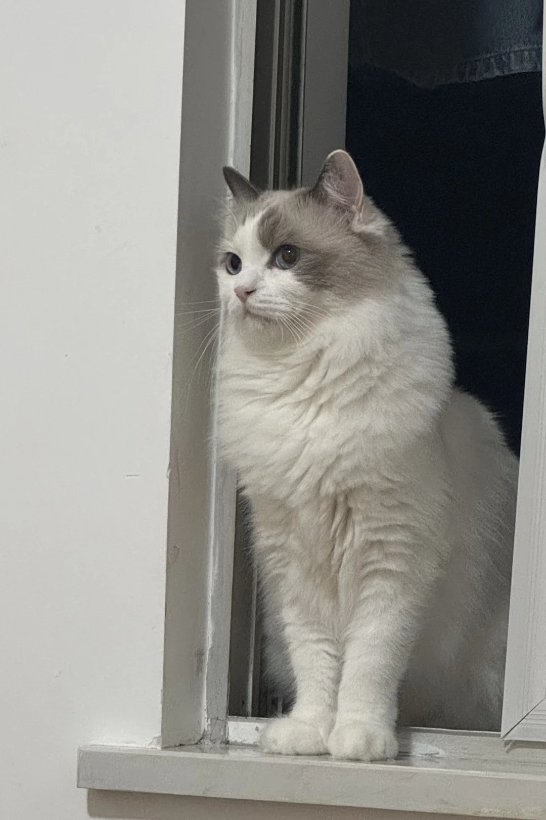 我生日那天永远的失去了可乐宝宝