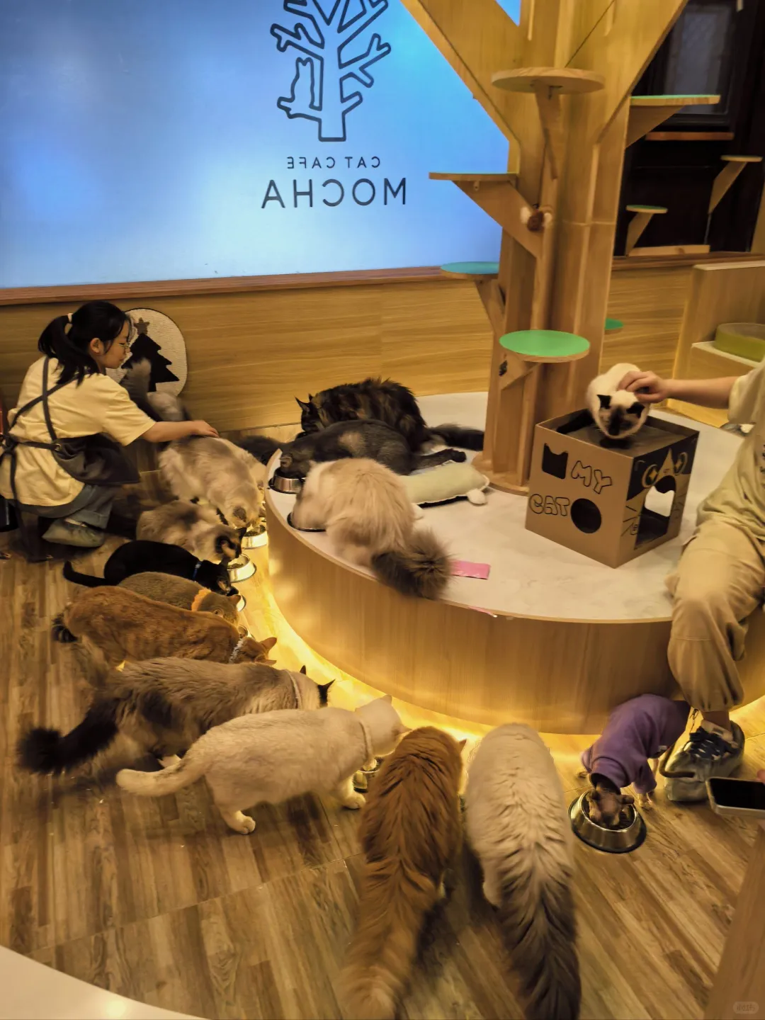 猫咖兼职220一天