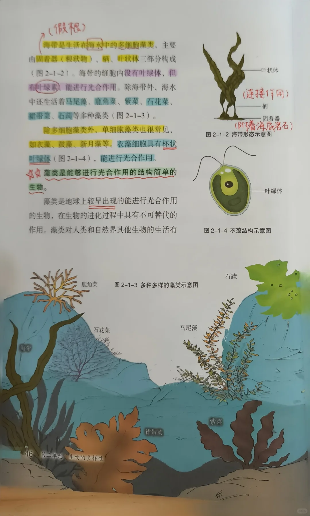 新冀少版生物七上|（第二单元）1.1藻类