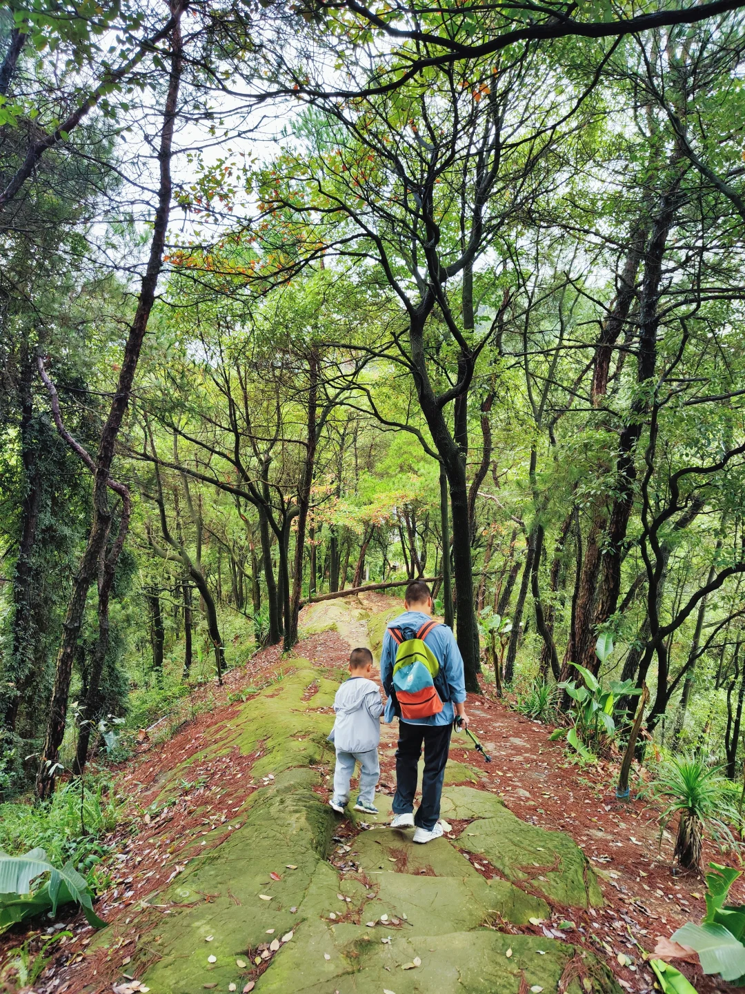?重庆遛娃|亲子环线徒步——南山春天岭