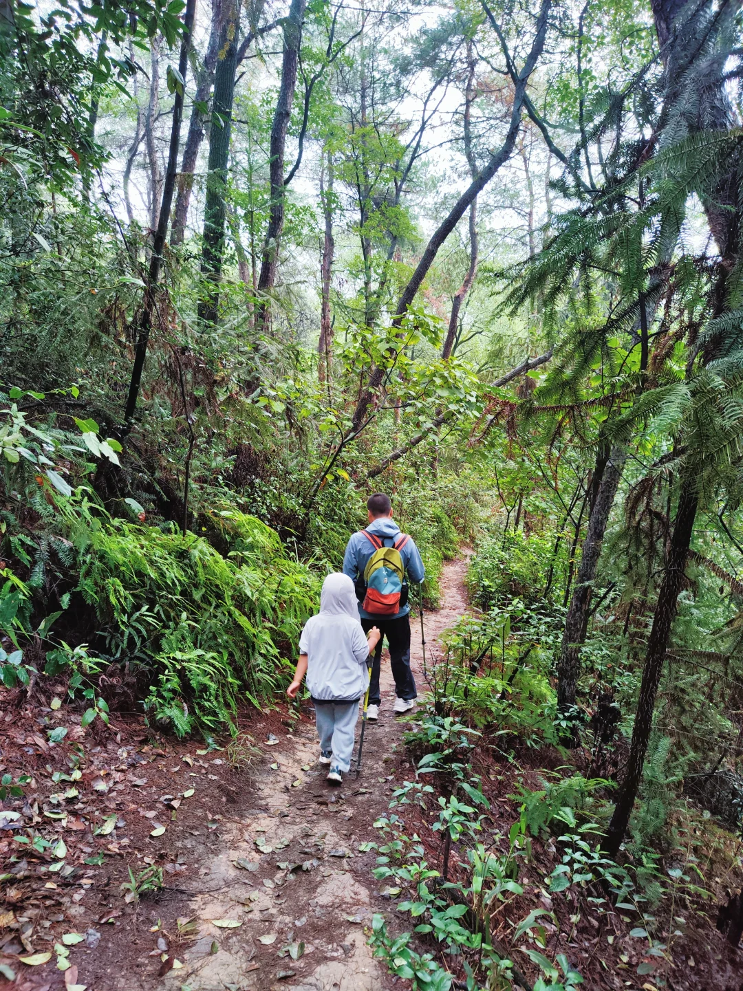 ?重庆遛娃|亲子环线徒步——南山春天岭