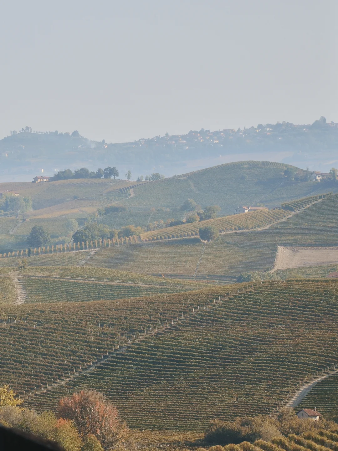 ?? 在意大利最佳葡萄酒产区爽爽喝酒