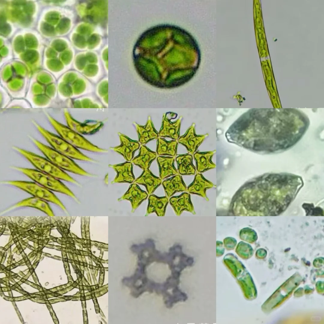 盛夏池塘水中的微观世界?