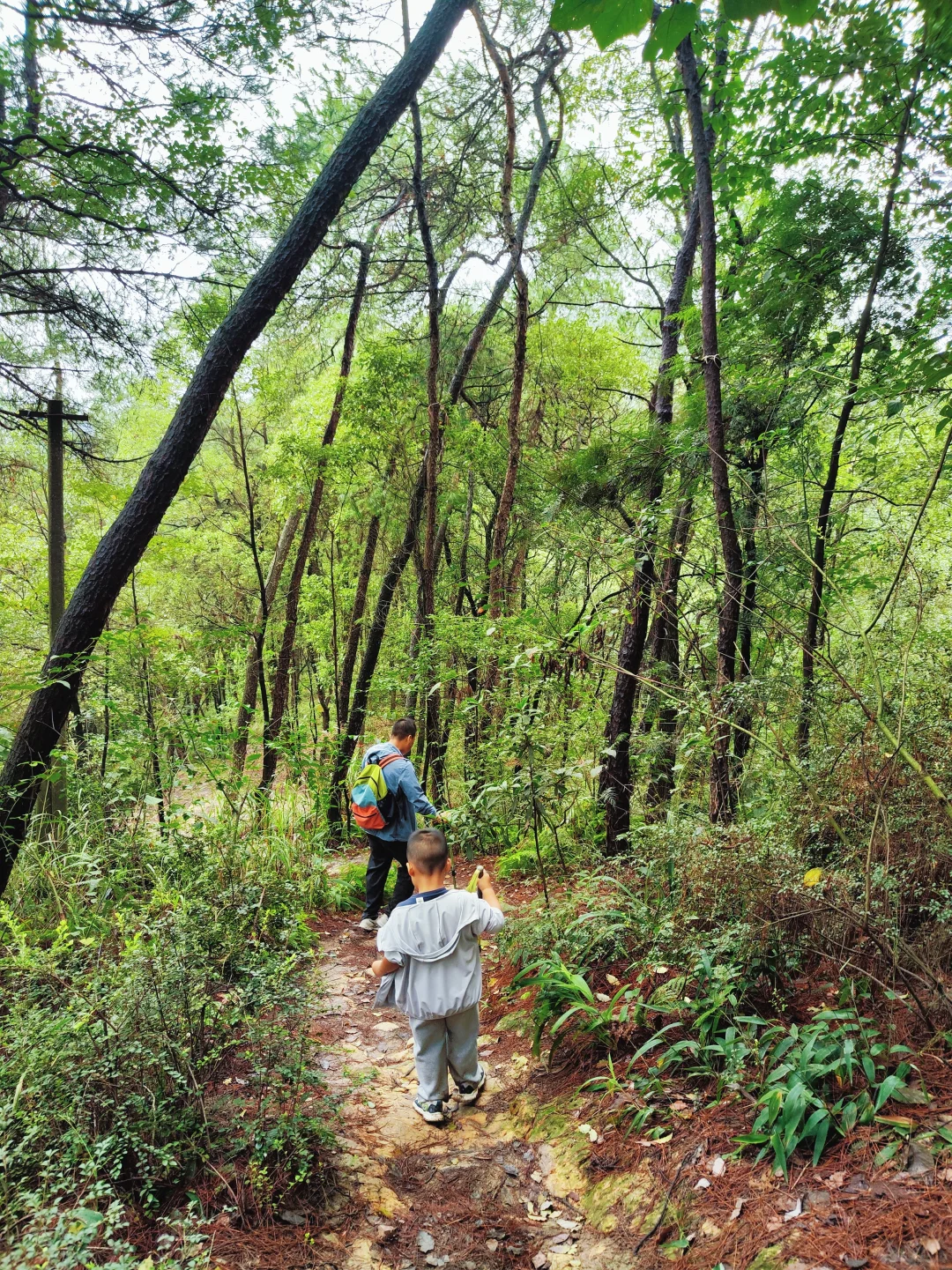 ?重庆遛娃|亲子环线徒步——南山春天岭