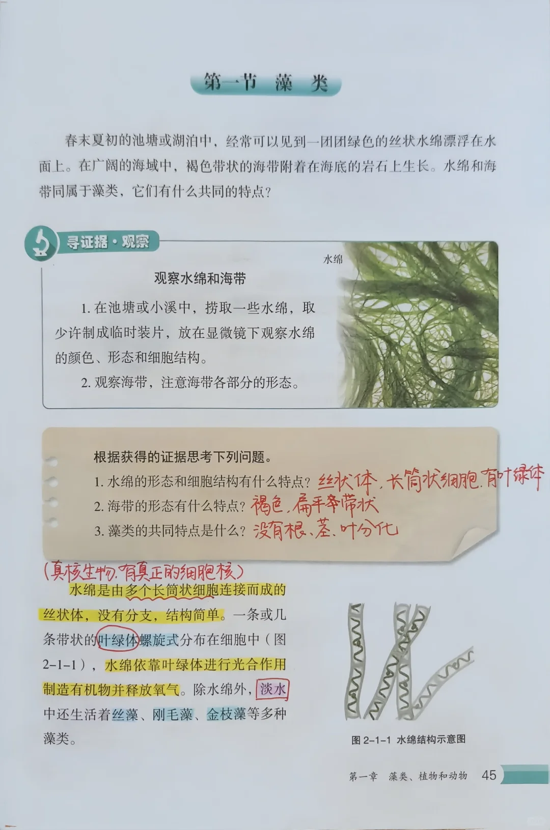 新冀少版生物七上|（第二单元）1.1藻类