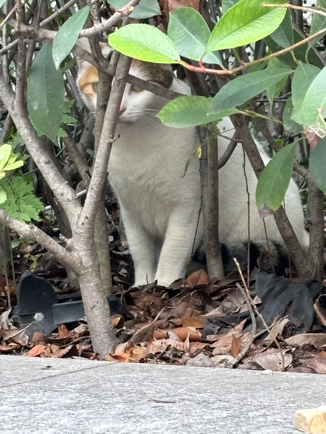 好漂亮的杏仁奶?