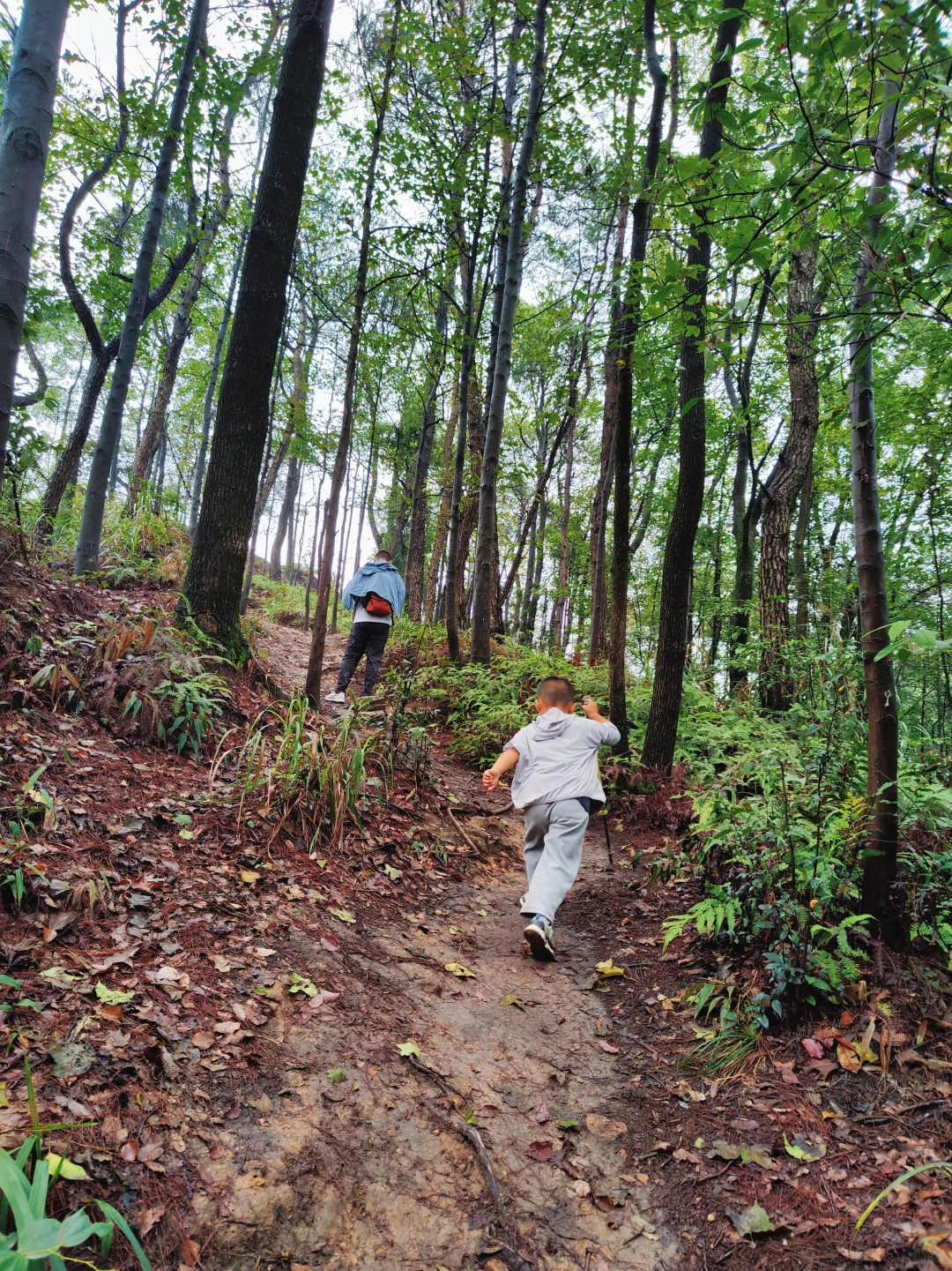 ?重庆遛娃|亲子环线徒步——南山春天岭