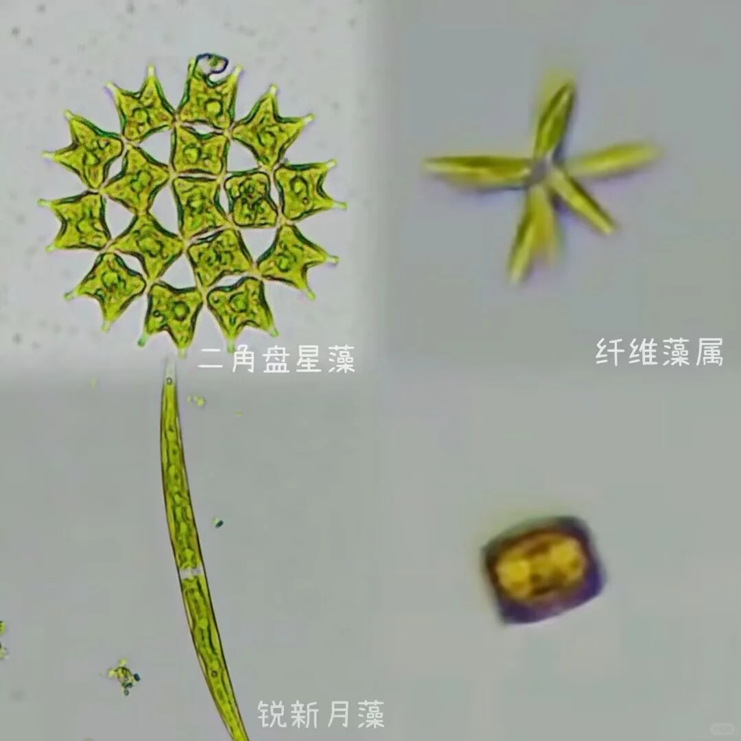 盛夏池塘水中的微观世界?