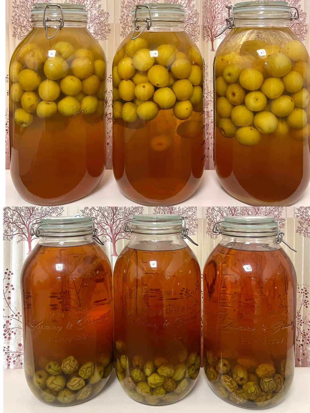 2024年泡的青梅酒都很成功。/附加干货分享