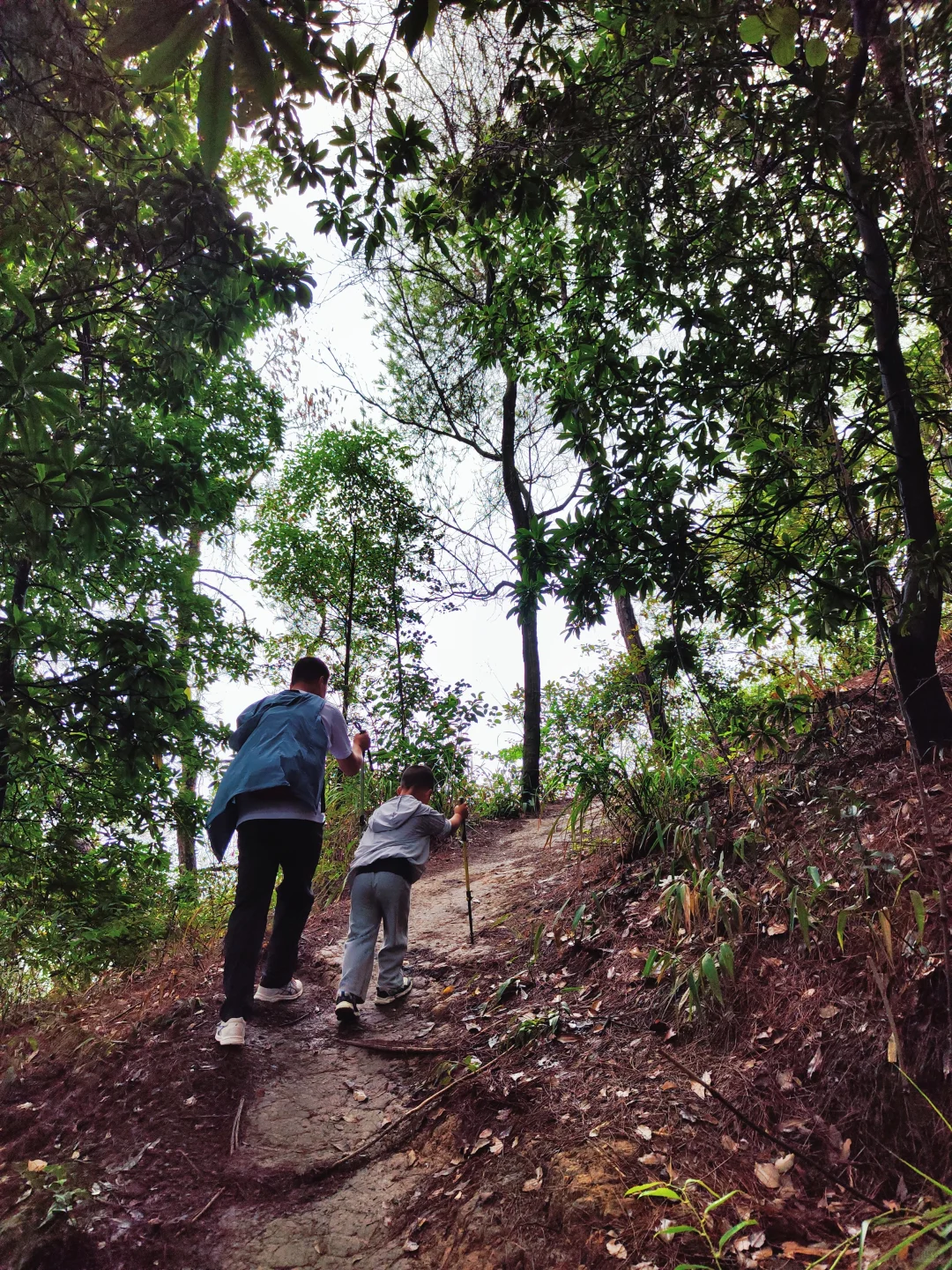 ?重庆遛娃|亲子环线徒步——南山春天岭