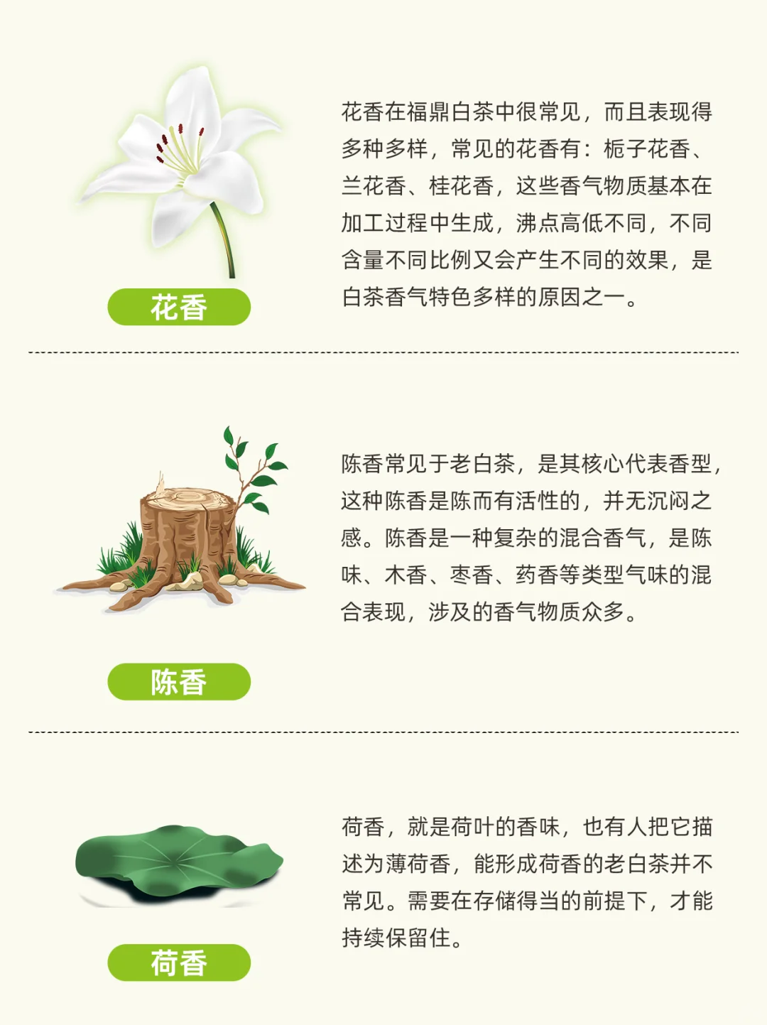 白茶常见的9种香型，看看你喝过几个？