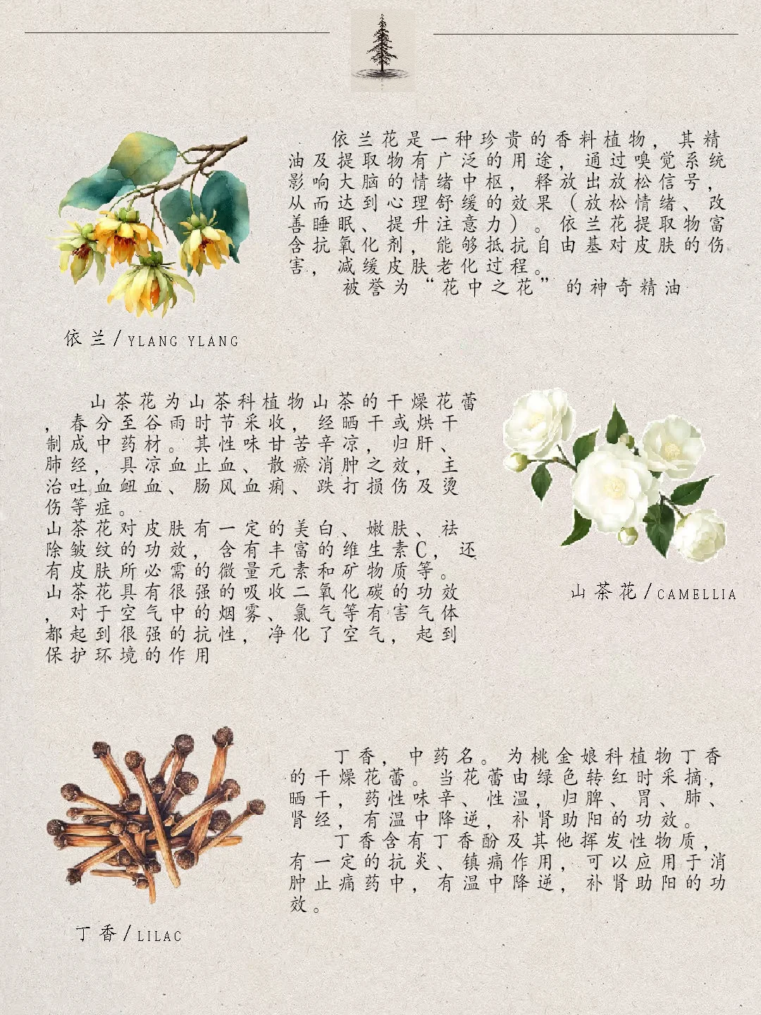 小众又治愈的花香疗法?