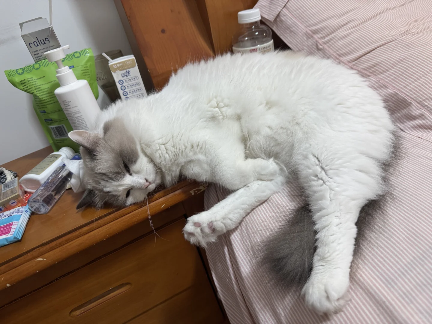 我生日那天永远的失去了可乐宝宝