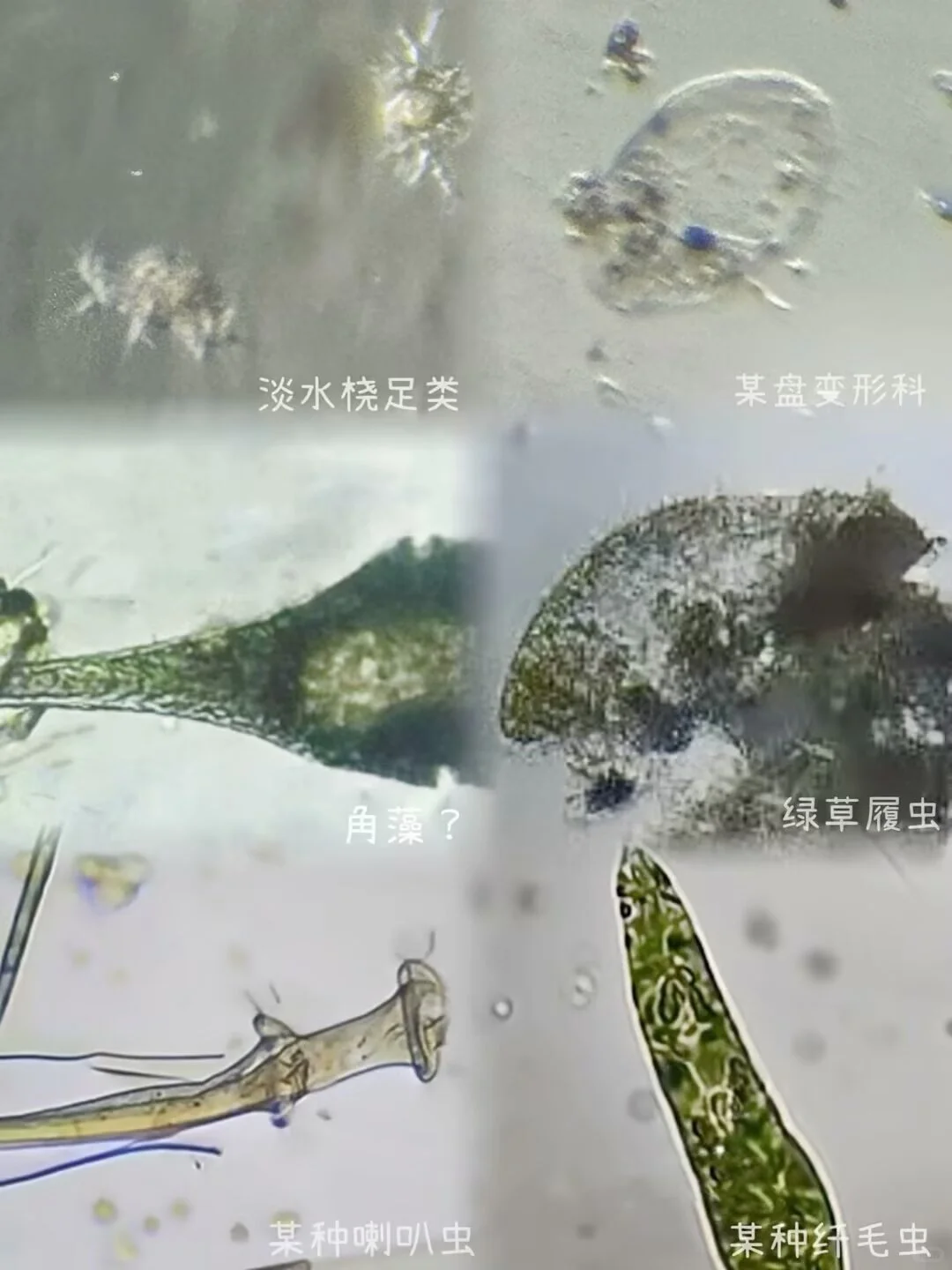 盛夏池塘水中的微观世界?