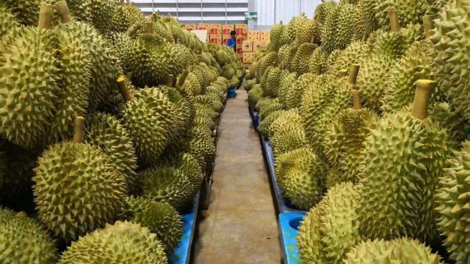 泰国前8个月农产品贸易顺差超7000亿泰铢