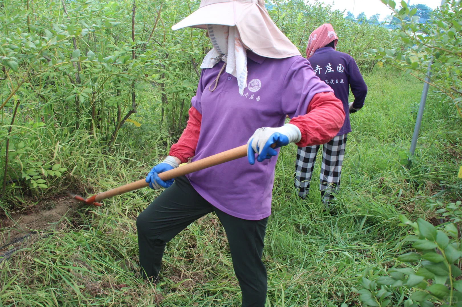 人工除草，施菜子饼，不打农药，绿色食品认证