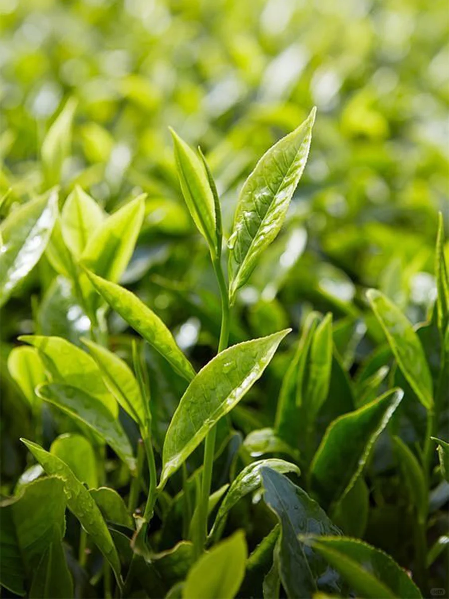 菌菇与茶的结合:营养与风味的双重升华