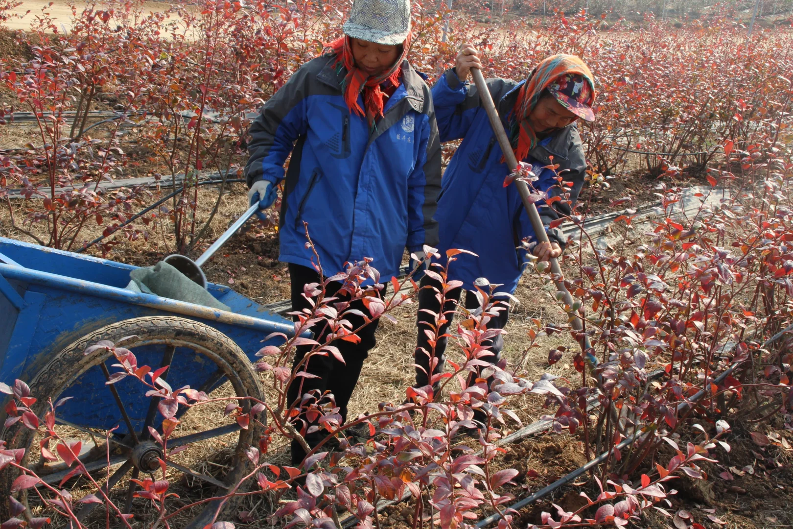 人工除草，施菜子饼，不打农药，绿色食品认证