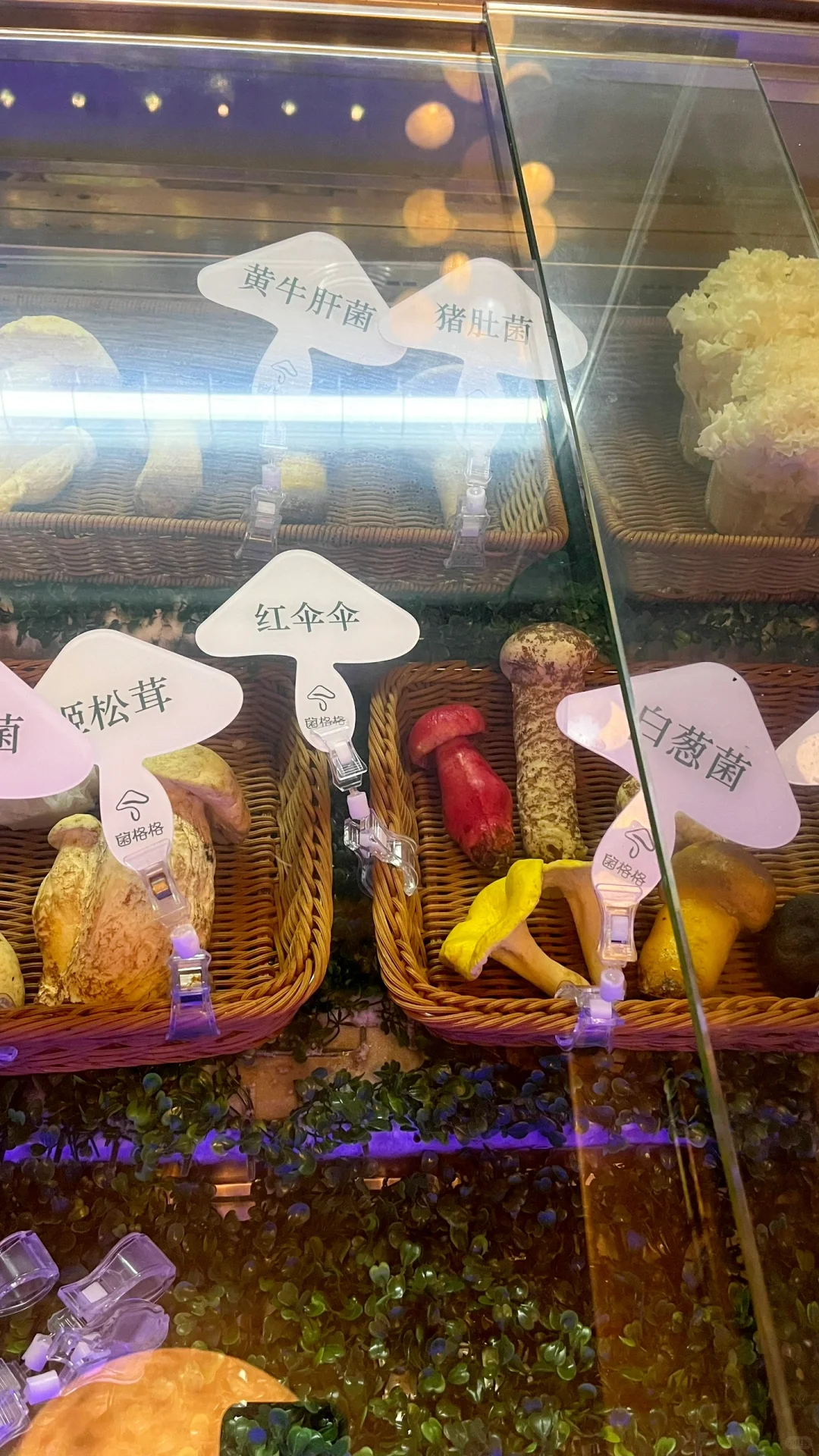 ?菌格格，云南菌菇火锅