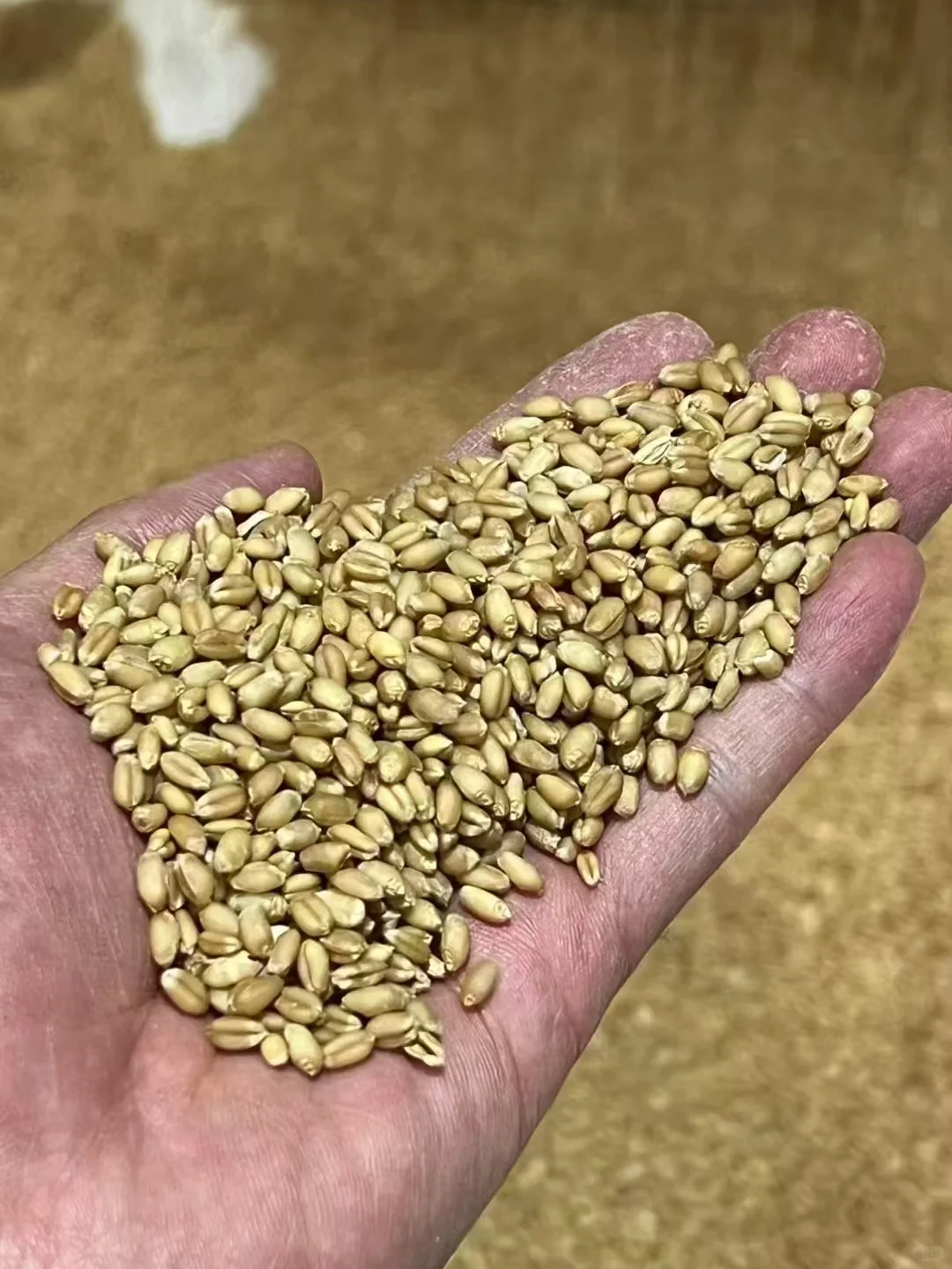 这是一则来自墨白厂长的帖子...